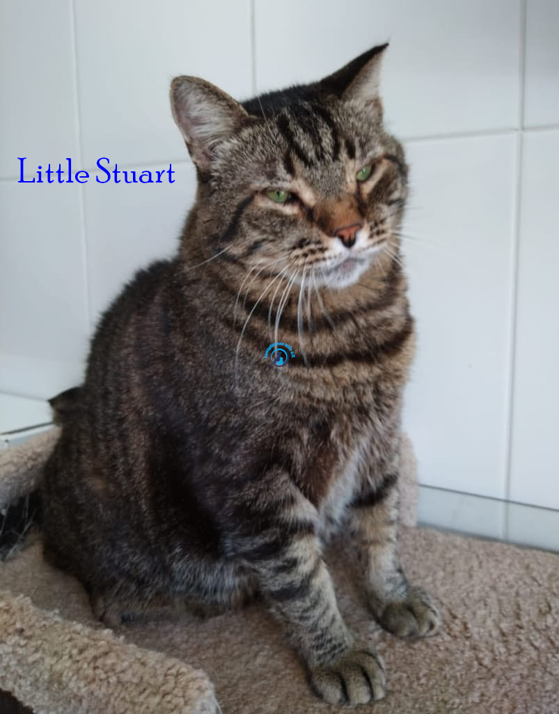 Irina/Katzen/Little Stuart/Little Stuart16.jpg